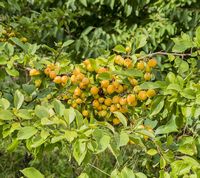 Malus Sieversii apple